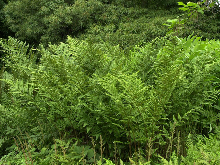 Dryopteris dilatata, Breitwedel-Dornfarn