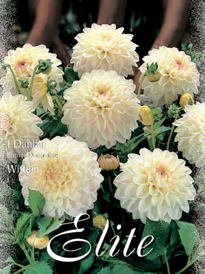 Beet-Dahlie 'Wittem', Dahlia (Art.Nr. 520406)