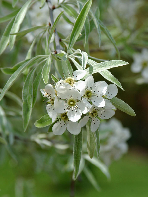 Pyrus salicifolia 'Pendula', Hängende Silberbirne - Hochstamm