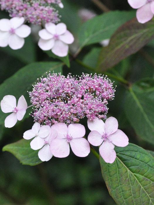 Teller-Hortensie Blüte