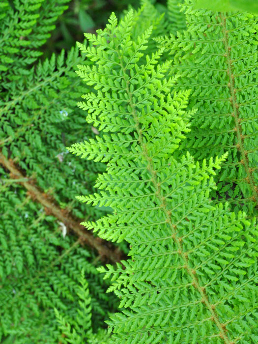 Polystichum setiferum 'Herrenhausen', Flacher Filigranfarn, großer Filigranfarn