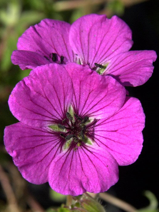 Geranium cinereum var. subcaulescens 'Splendens' Grauer Storchschnabel