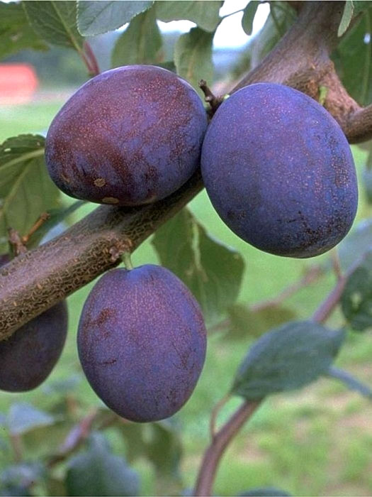 Wangenheims Frühzwetsche Frucht