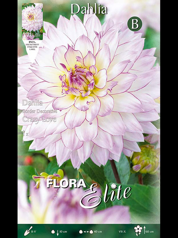 Beet-Dahlie 'Crazy Love', Dahlia (Art.Nr. 520380)