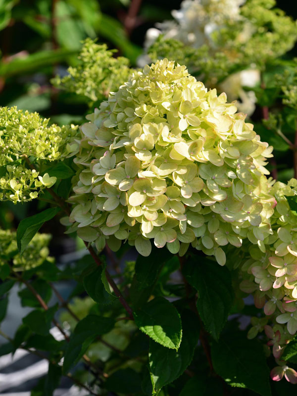 Hydrangea paniculata 'Little Lime'®, Zwerg-Rispen-Hortensie