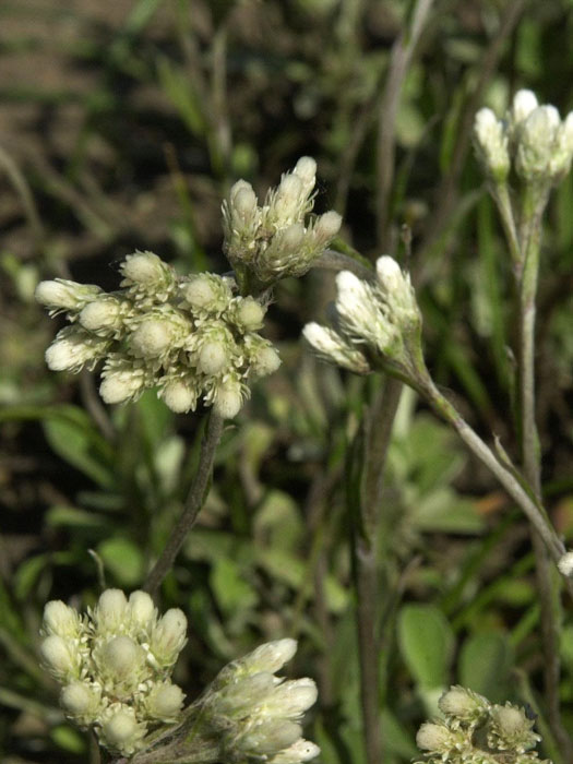 Antennaria dioica var. borealis (M), weißes Katzenpfötchen, wolliges Katzenpfötchen