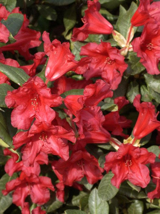 Rhododendron repens 'Baden-Baden'