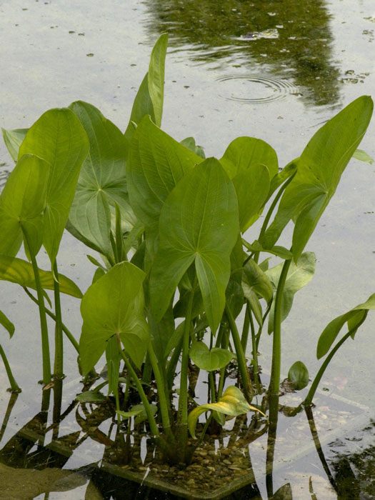 Sagittaria sagittifolia, Pfeilkraut