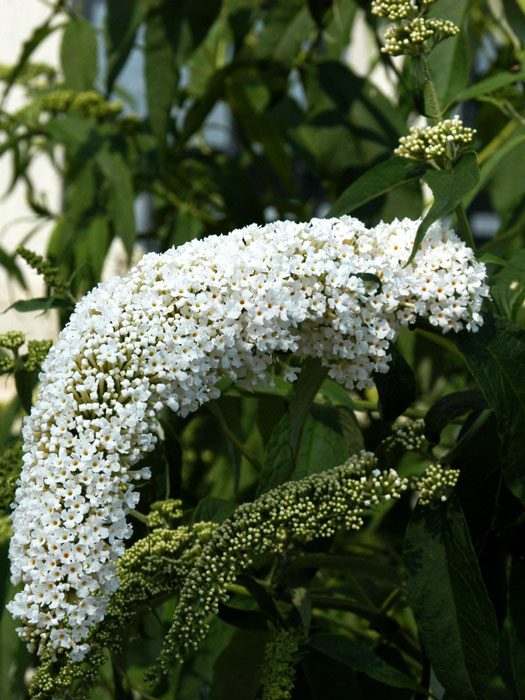 Sommerflieder Weiß Blüte