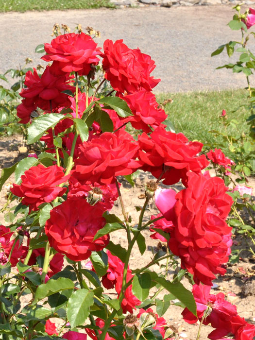 Strauch der Rose Gruß an Heidelberg