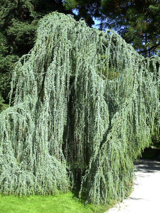 Cedrus atlantica 'Glauca Pendula', Hängende Blauzeder