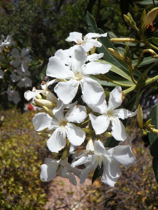 Nerium oleander, Oleander