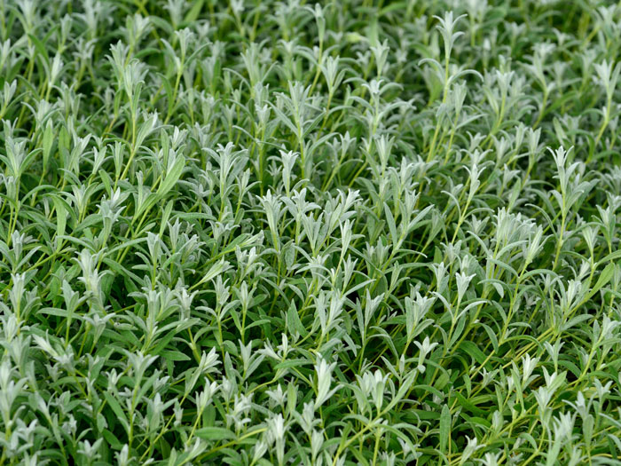 Cerastium tomentosum 'Silberteppich', Silberhornkraut, filziges Hornkraut