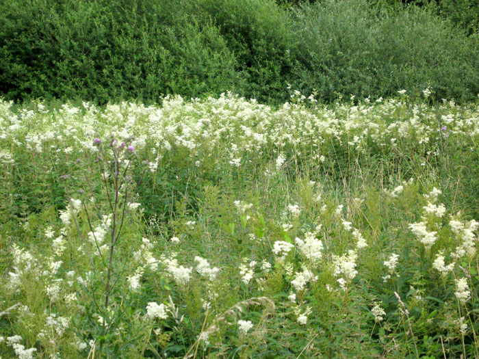 Filipendula ulmaria, Weiße Mädesüß, Spierstaude