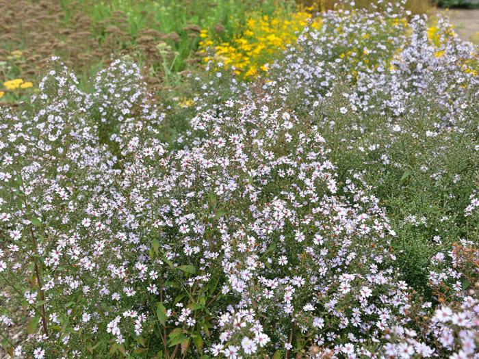 Aster cordifolius 'Ideal', Schleier-Aster, Wald-Aster