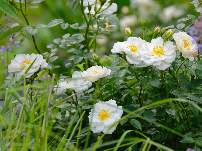 Bodendeckerrose 'Bienenweide-Weiß' ® - Tantau