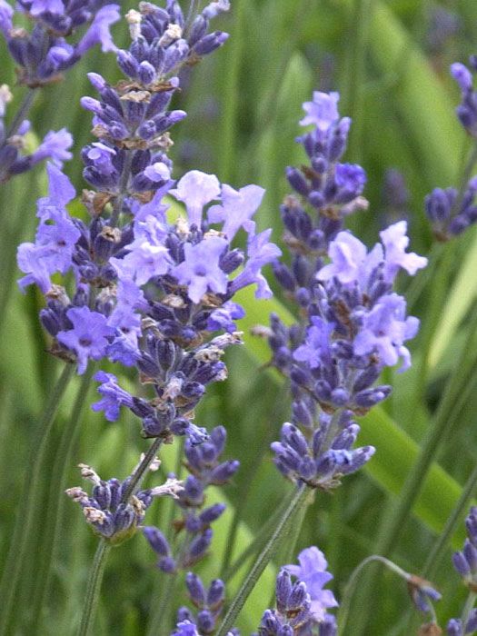 Garten-Lavendel Munstead Blüte