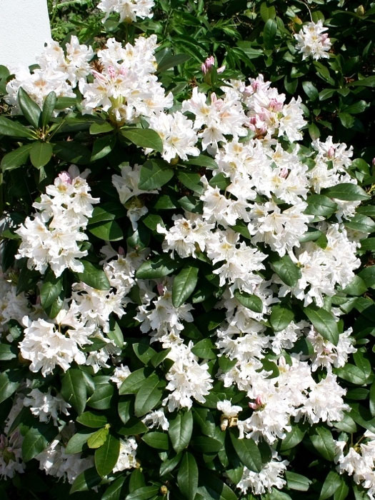 Rhododendron 'Cunningham's White' INKARHO®