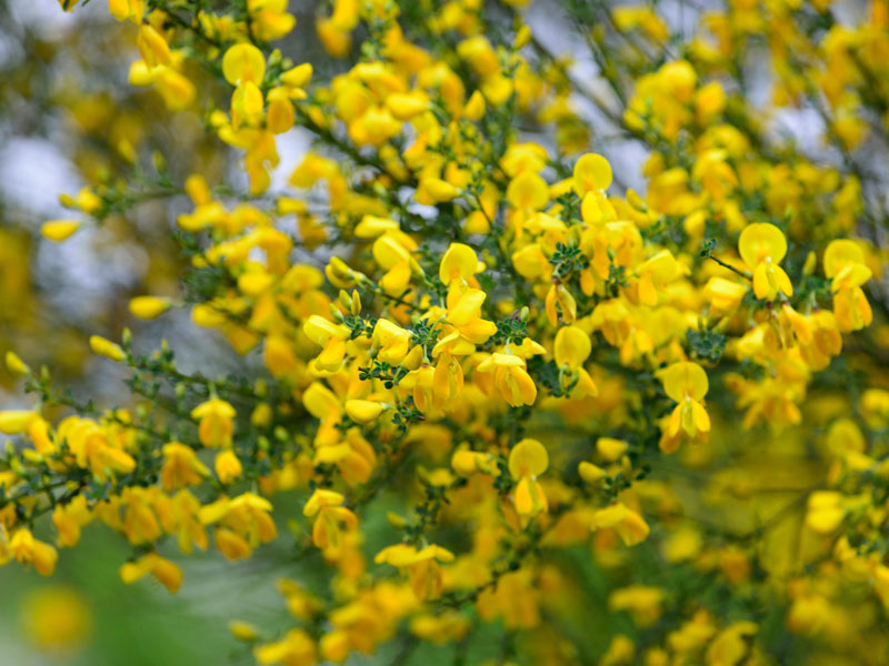 Cytisus scoparius, Besenginster