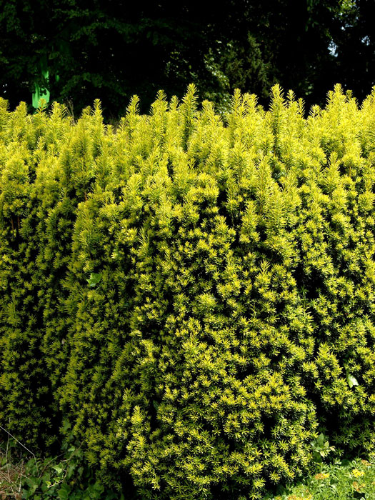 Hecke mit gelber Säuleneibe