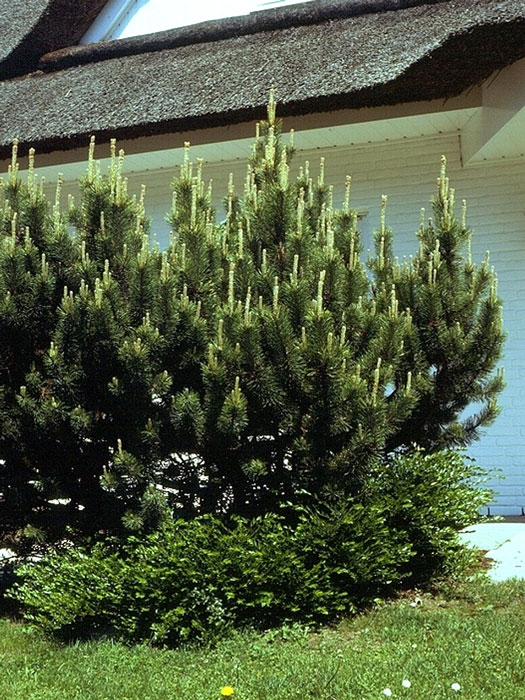 Bergkiefer Gartenpflanze