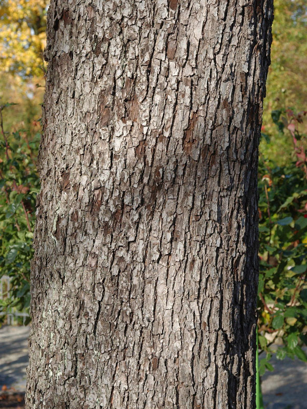 Speierling, Sorbus domestica