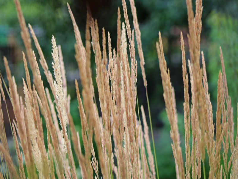 Calamagrostis x acutiflora 'Karl Förster' (M), Garten-Reitgras, Sandrohr