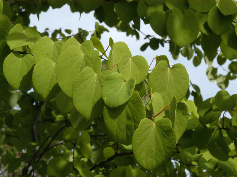 Cercidiphyllum japonicum, Kuchenbaum