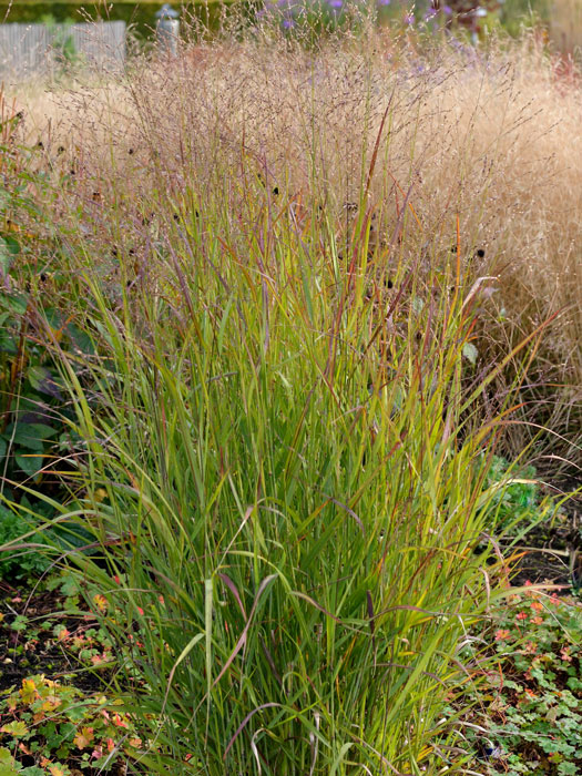 Panicum virgatum 'Shenandoah' (M), Purpurne Ruten-Hirse