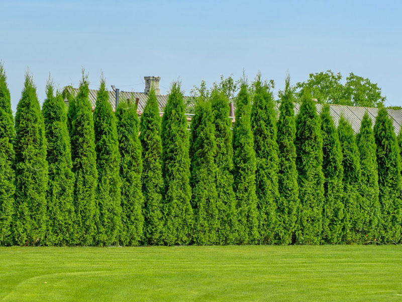 Thuja occidentalis 'Smaragd', Lebensbaum