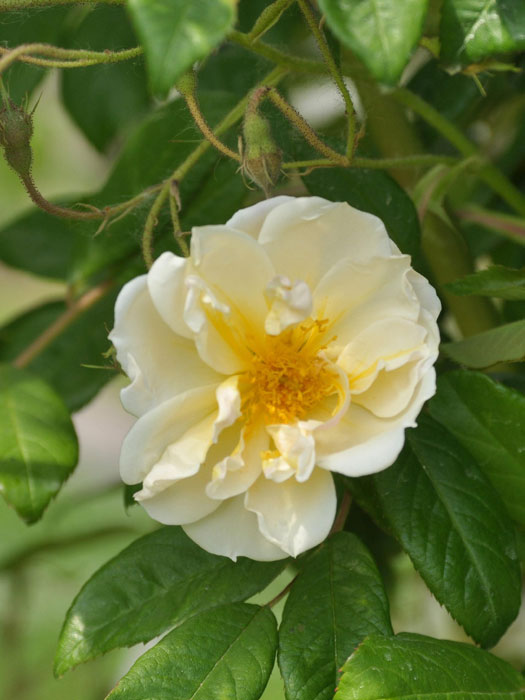 Blüte der Rose Lykkefund