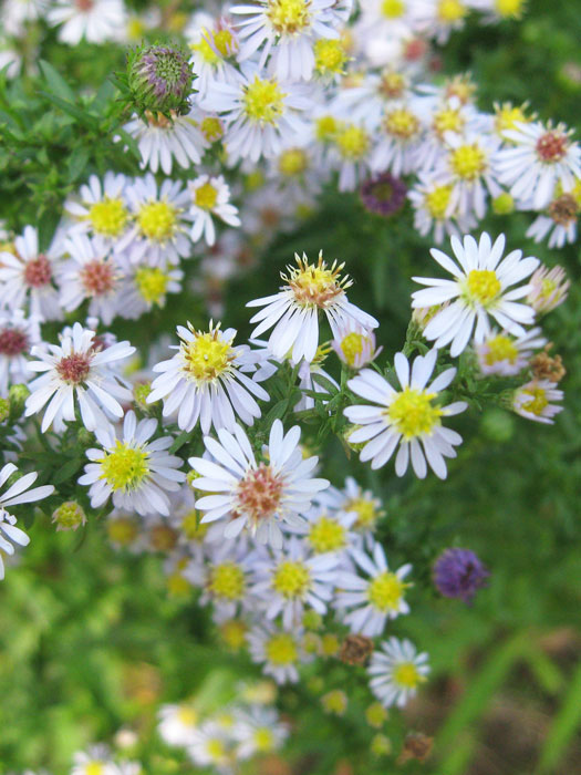 Aster ericoides 'Erlkönig', Myrtenaster