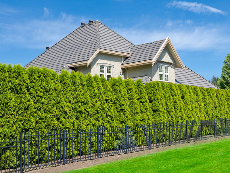 Thuja occidentalis 'Smaragd', Lebensbaum