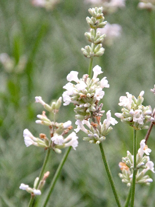 Lavandula x intermedia 'Edelweiß', Weißer Lavendel, Provence-Lavendel