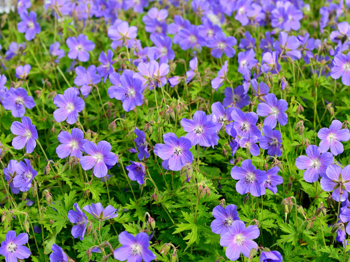 Flächige Bepflanzung mit dem Wiesenstorchschnabel 'Johnson's Blue'