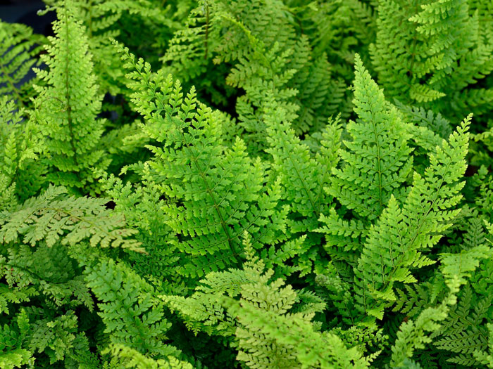 Polystichum setiferum 'Herrenhausen', Flacher Filigranfarn, großer Filigranfarn