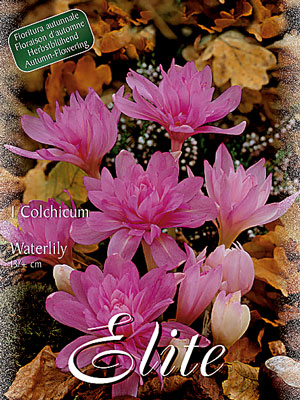 Herbstzeitlose 'Waterlily Seerose', Colchicum (Art.Nr. 596574)