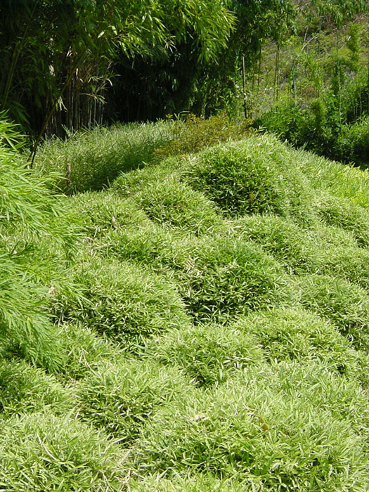 Pleioblastus shibuyanus (variegatus) 'Tsuboi', buntblättriger Zwergbambus