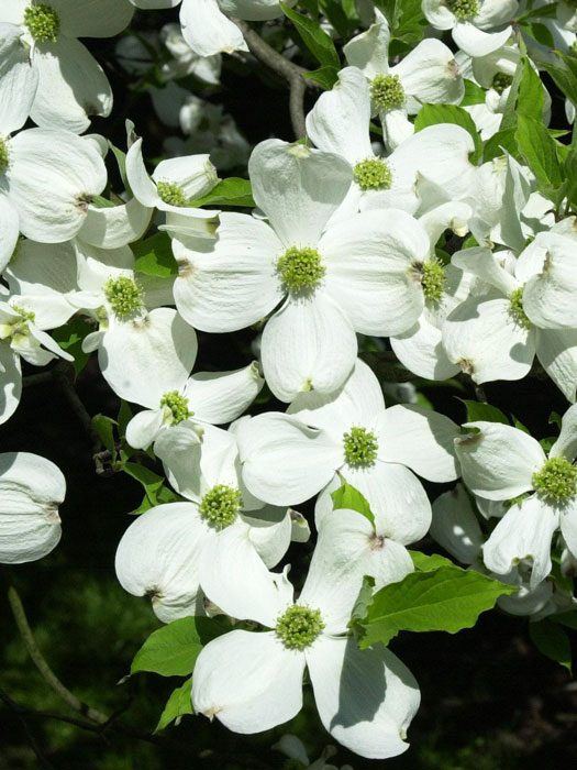 Vielzahl an weißen Blüten des Cornus florida