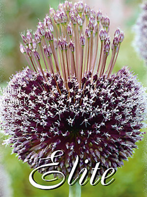 Allium 'Forelock' (Art.Nr. 596307)