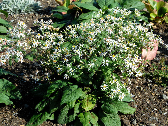 Aster divaricatus (M), Wald-Aster, Gebüsch-Aster