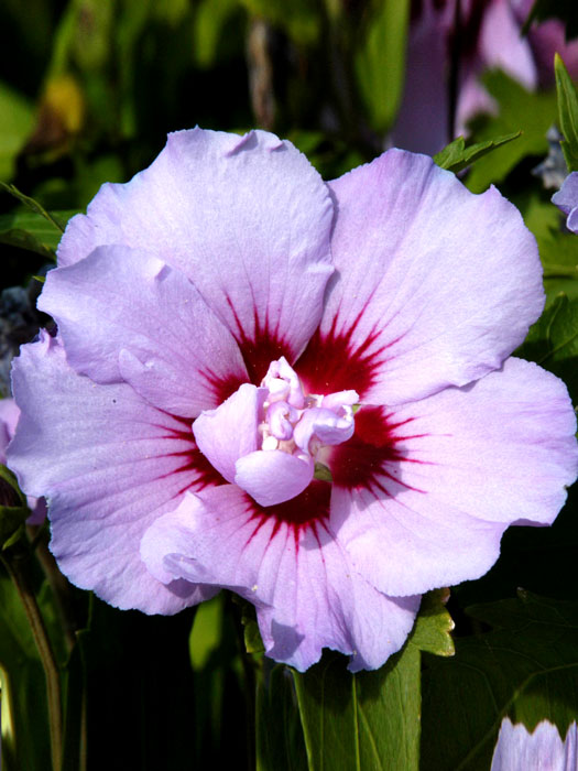 Hibiskus Souvenir de Charles Breton Blüte