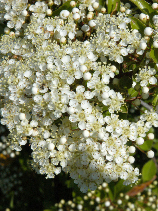 Gelbfruchtiger Feuerdorn Blüte