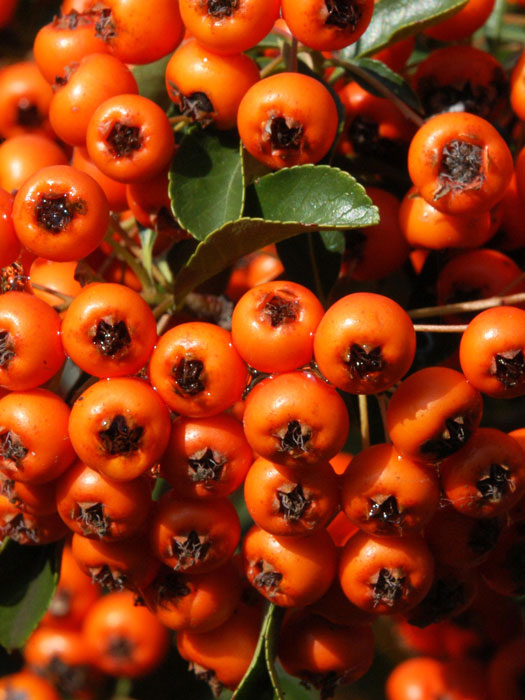 Pyracantha 'Orange Charmer', Feuerdorn