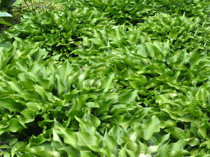 Hosta sieboldii 'Harry van Trier', Siebold-Funkie, Herzblattlilie