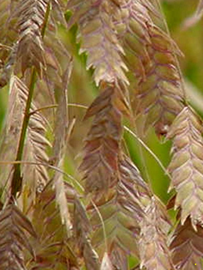 Chasmanthium latifolium 'River Mist', Weißbuntes Plattährengras