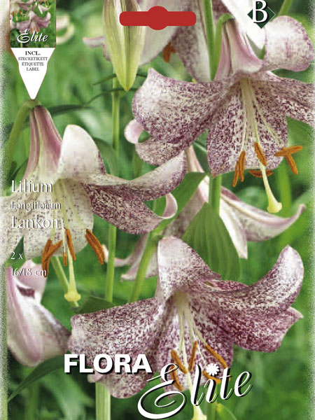 Longiflorum Lilien-Hybride 'Lankon', Lilium (Art.Nr. 521700)