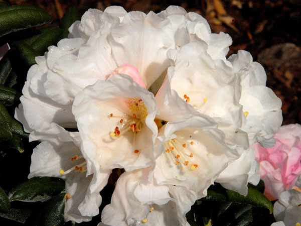 Rhododendron 'Koichiro Wada'