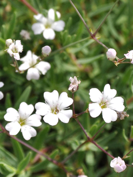 Zierliche Blüte des Zwergschleierkrauts