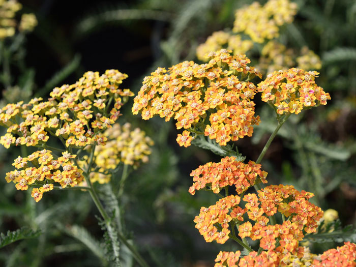 Achillea millefolium 'Terracotta' (M), Schafgarbe